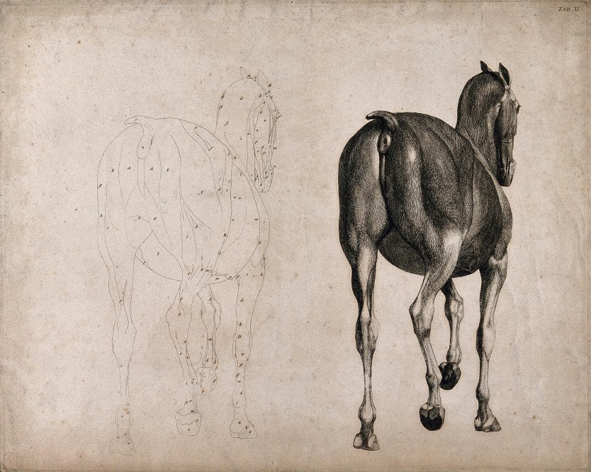 Лошадь вид сверху
